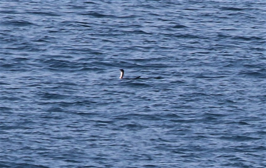 Karagerdanlı dalgıç