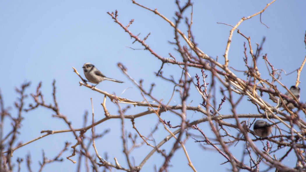 Uzunkuyruklu baştankara