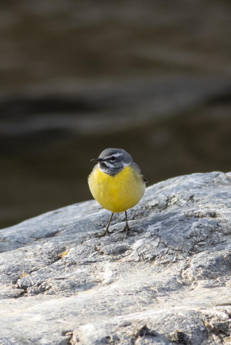 Dağ kuyruksallayanı