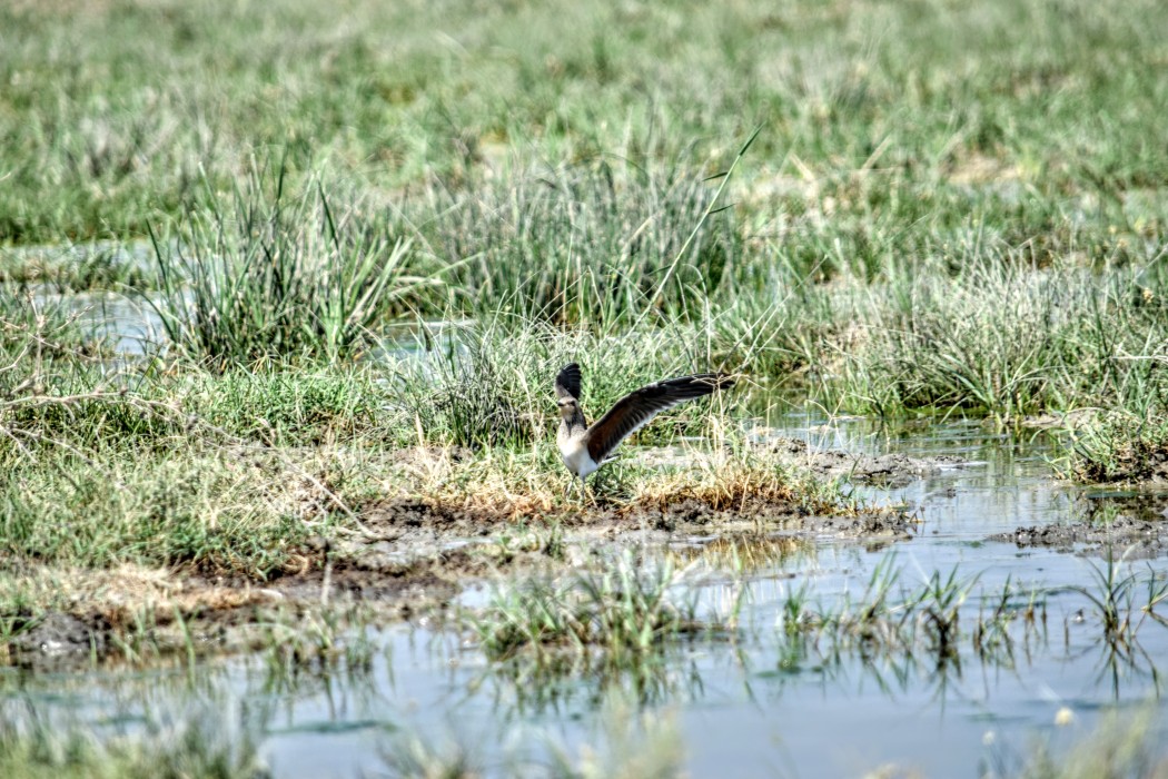 Bataklıkkırlangıcı