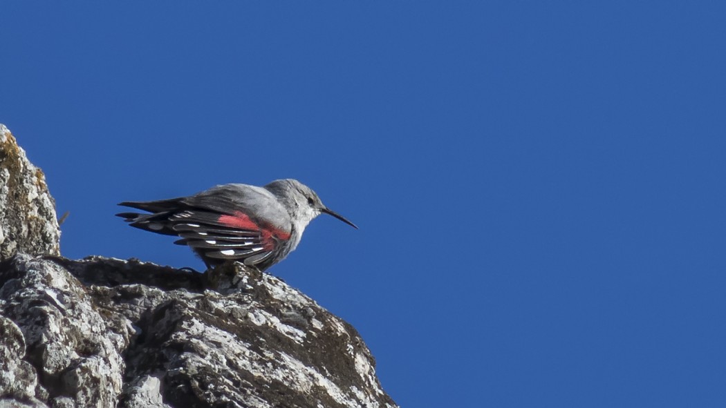 Duvar tırmaşıkkuşu