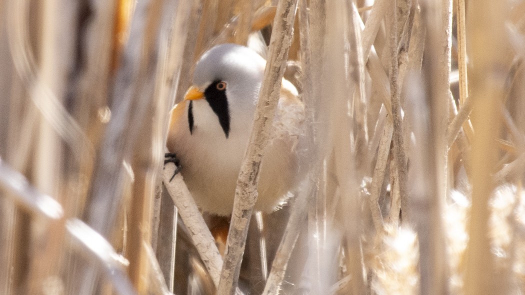 Bıyıklı baştankara