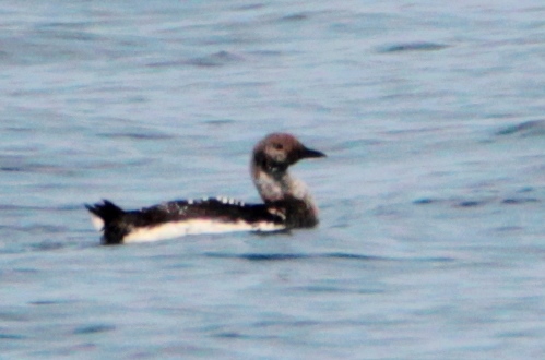 Karagerdanlı dalgıç