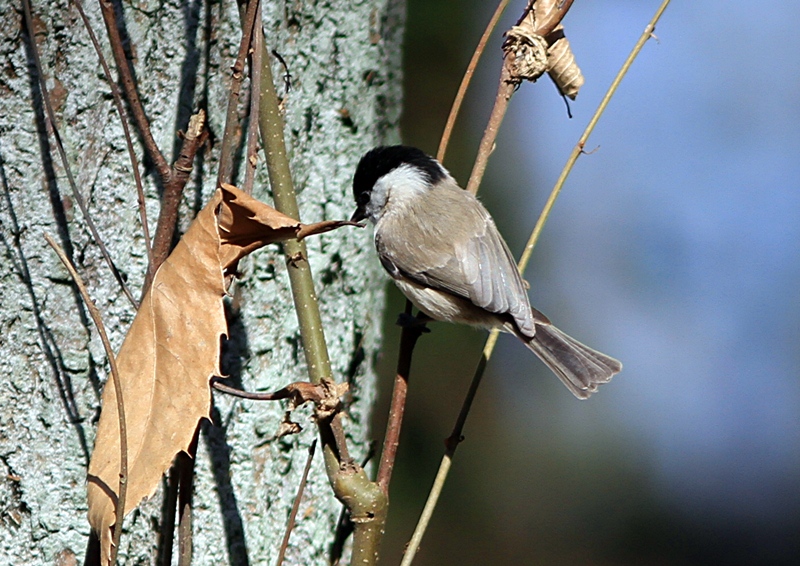 Kayın baştankarası