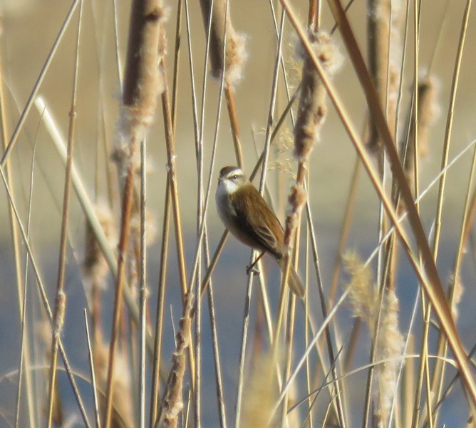 Bıyıklı kamışçın