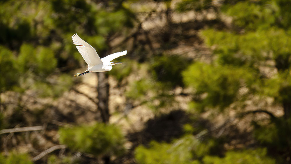Küçük ak balıkçıl