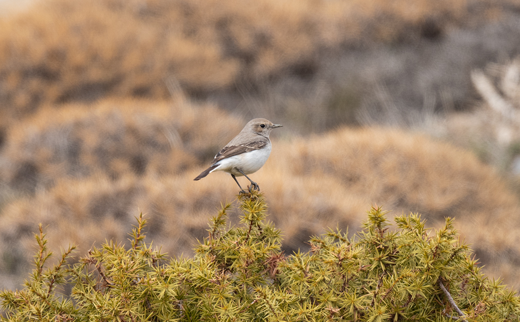 Aksırtlı kuyrukkakan