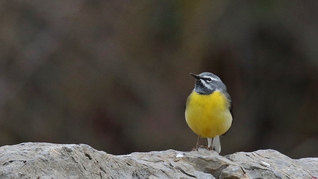 Dağ kuyruksallayanı