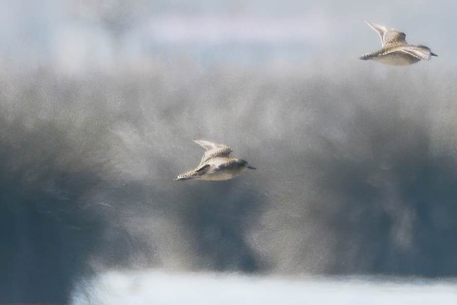Küçük altın yağmurcun