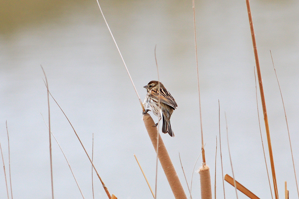 Bataklık Kirazkuşu