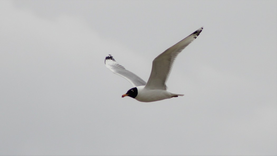 Büyük karabaş martı