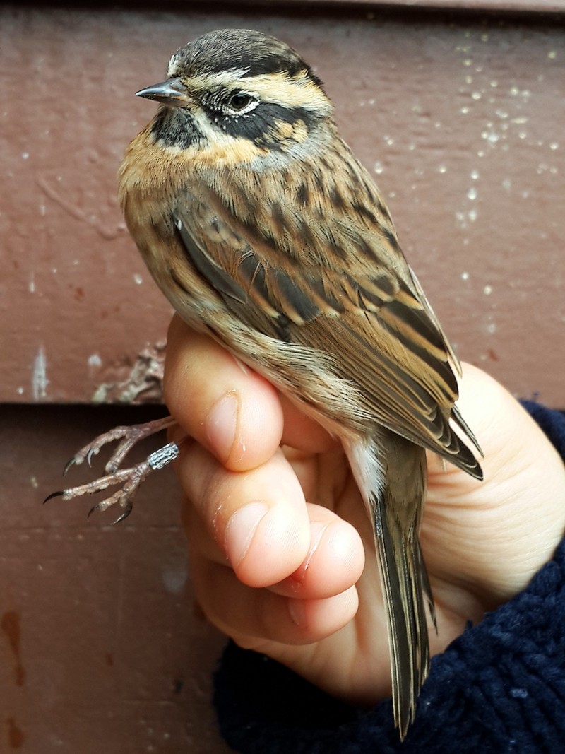 Karaboğazlı dağbülbülü