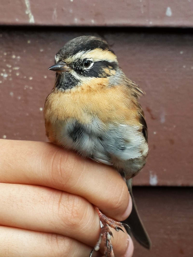 Karaboğazlı dağbülbülü