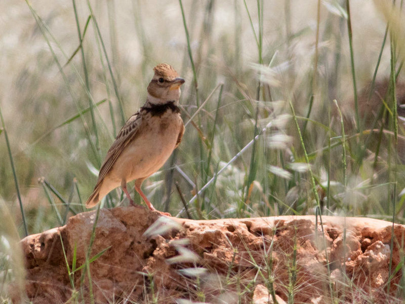Küçük boğmaklı toygar