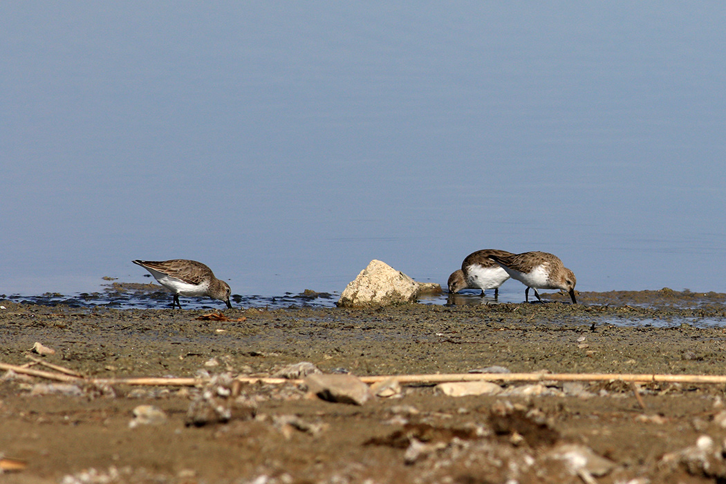 Karakarınlı kumkuşu
