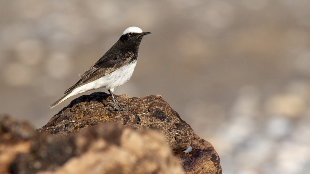 Keşiş kuyrukkakanı