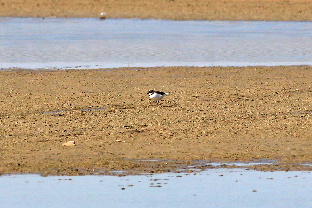 Halkalı küçük cılıbıt