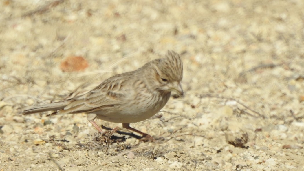Türkistan çorak toygarı
