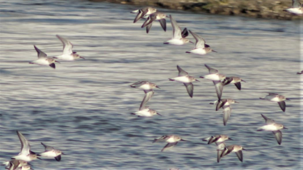 Karakarınlı kumkuşu