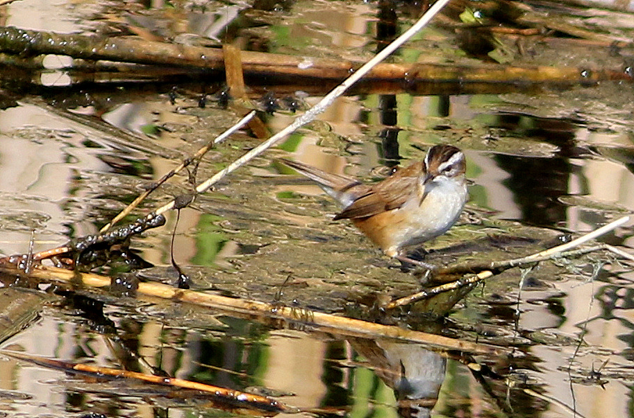 Bıyıklı kamışçın