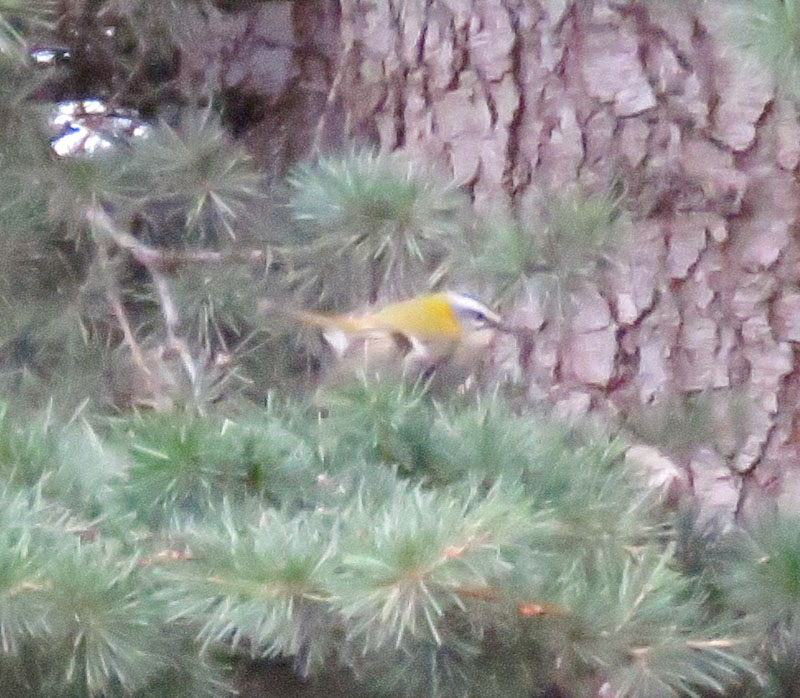 Sürmeli çalıkuşu