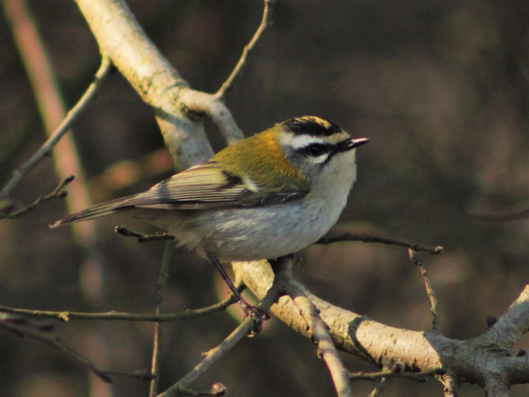 Sürmeli çalıkuşu