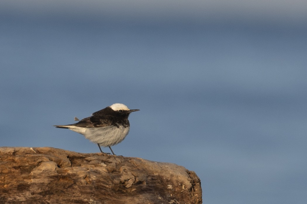 Keşiş kuyrukkakanı