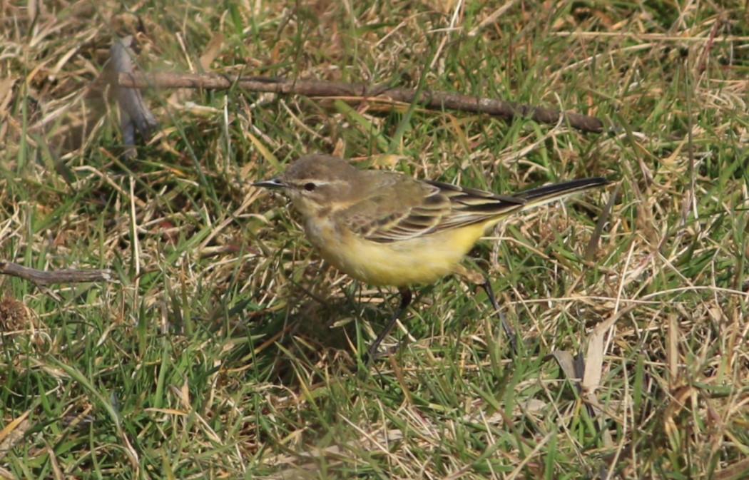 Sarı kuyruksallayan