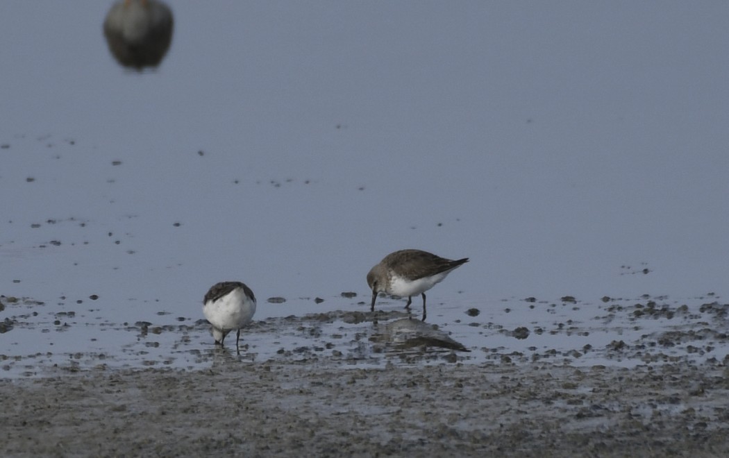 Karakarınlı kumkuşu