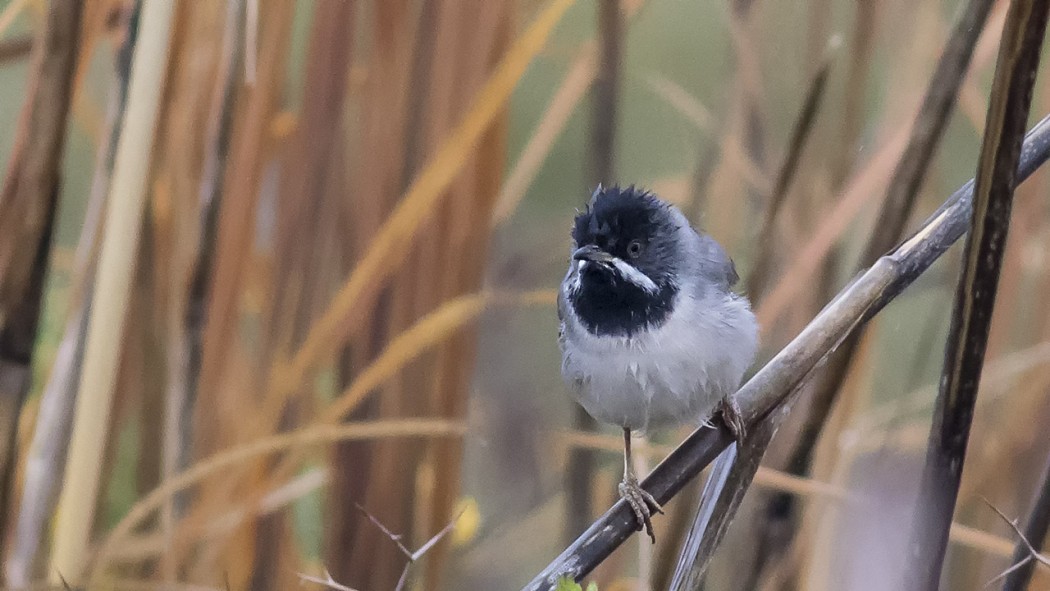 Karaboğazlı ötleğen