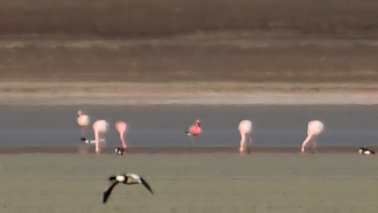 Küçük flamingo