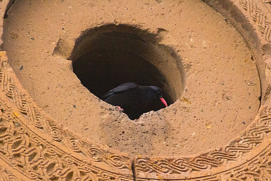 Kırmızıgagalı dağ kargası