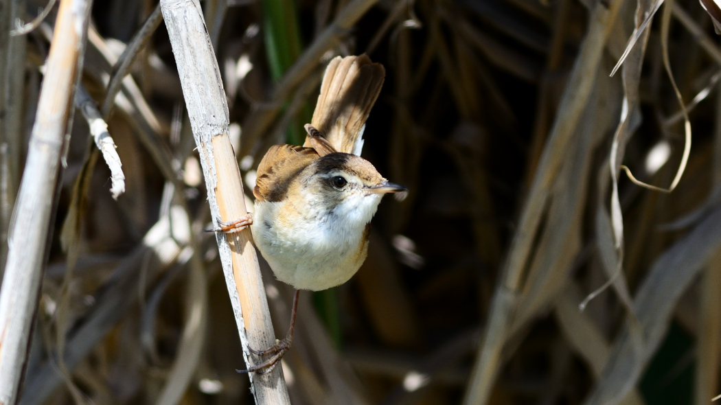 Doğu kamışçını