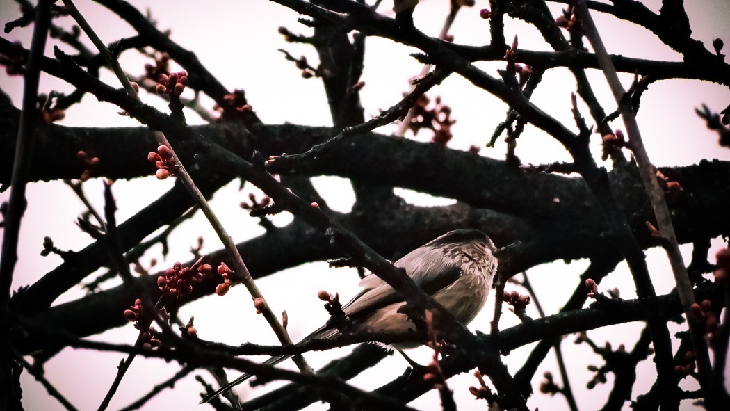 Uzunkuyruklu baştankara