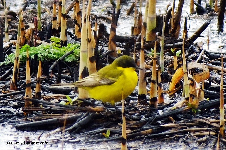 Sarı kuyruksallayan