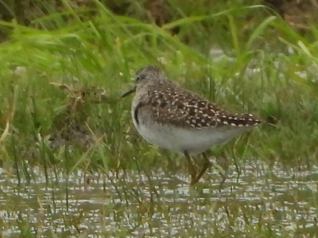 Orman düdükçünü