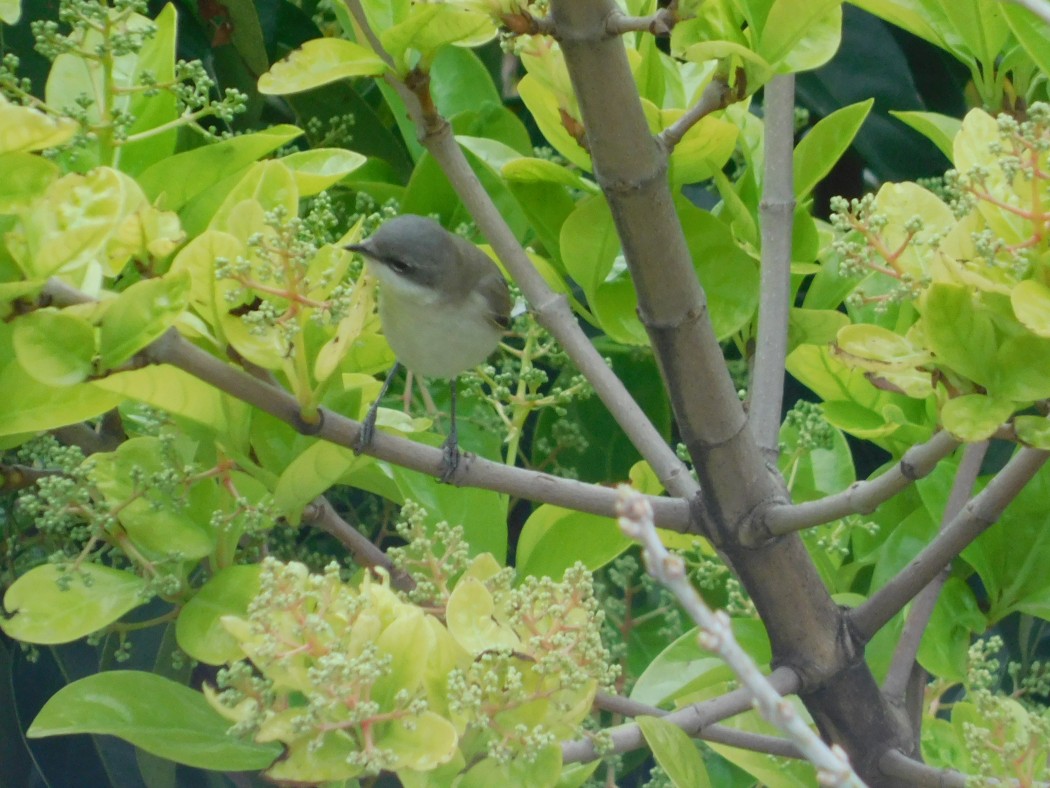 Küçük akgerdanlı ötleğen