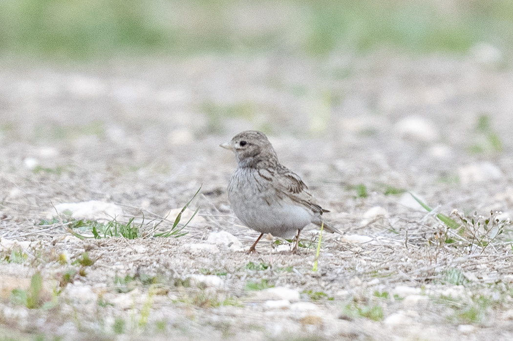 Türkistan çorak toygarı