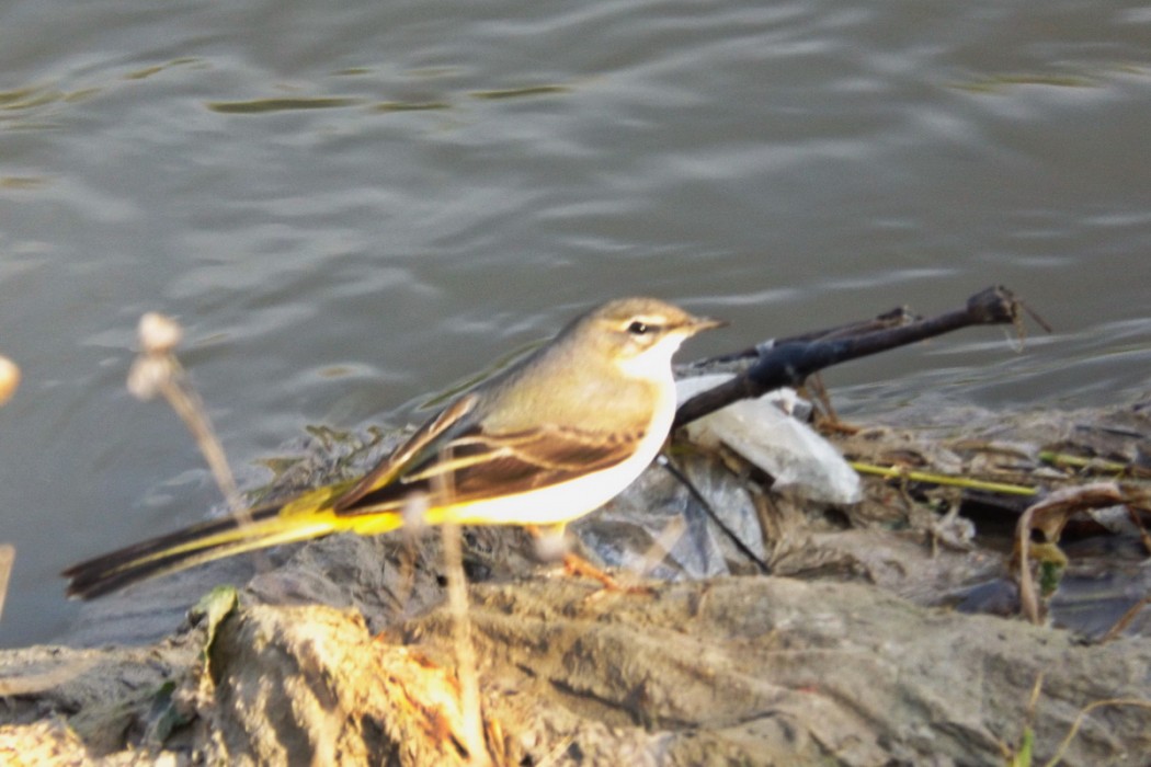 Dağ kuyruksallayanı