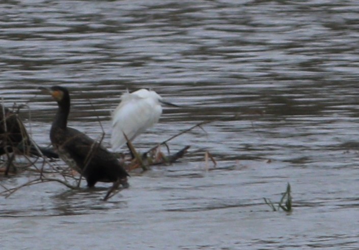 Küçük ak balıkçıl
