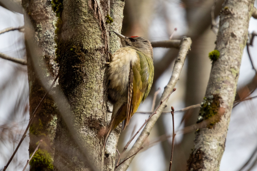 Küçük yeşil ağaçkakan