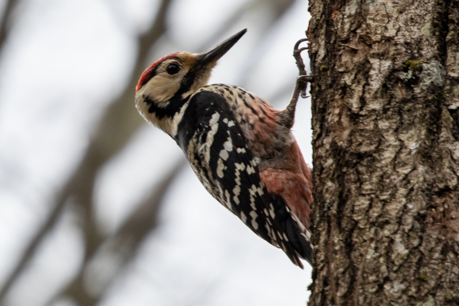 Aksırtlı ağaçkakan