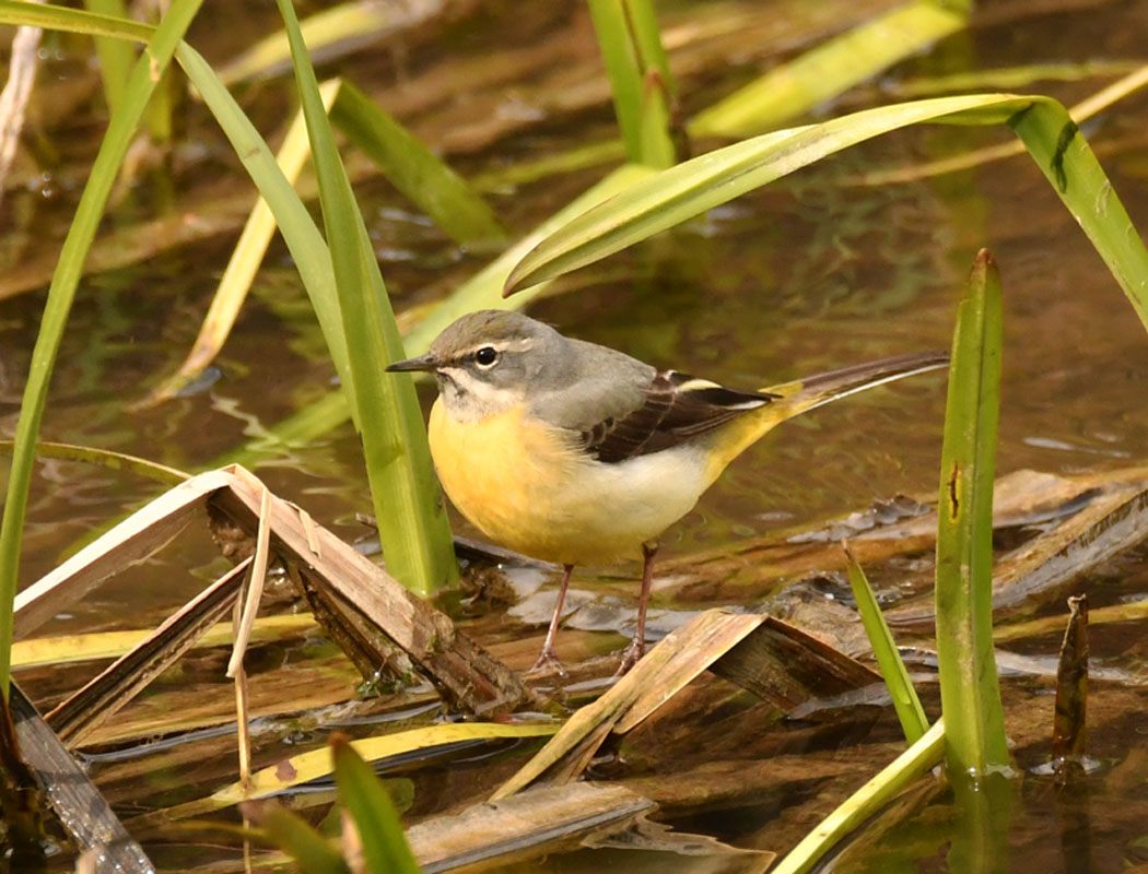 Dağ kuyruksallayanı
