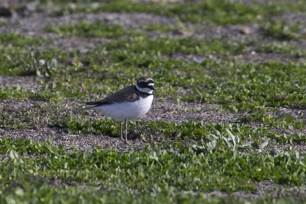 Halkalı küçük cılıbıt