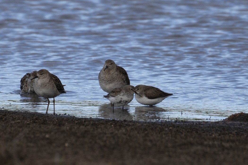 Karakarınlı kumkuşu