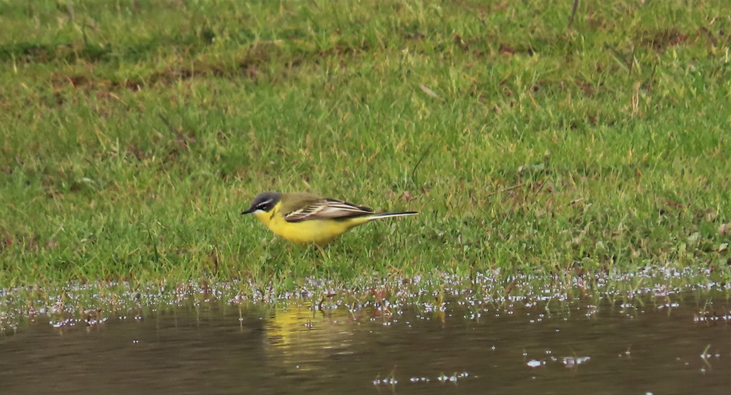 Sarı kuyruksallayan