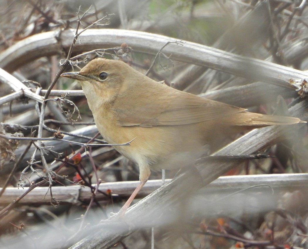 Bataklık kamışçını