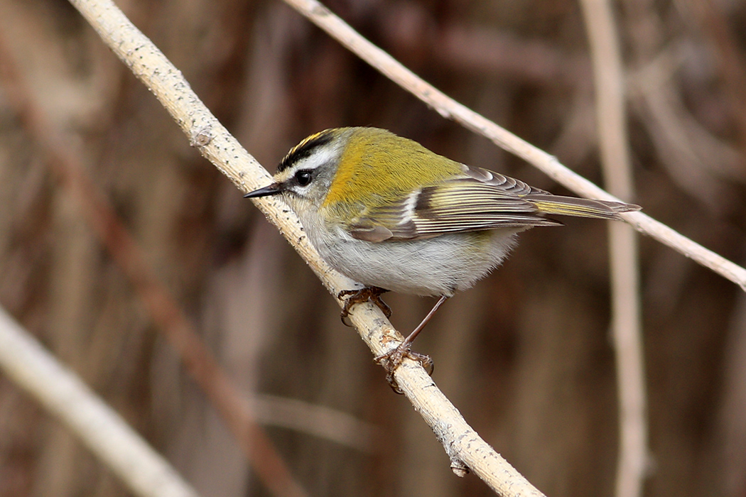 Sürmeli çalıkuşu