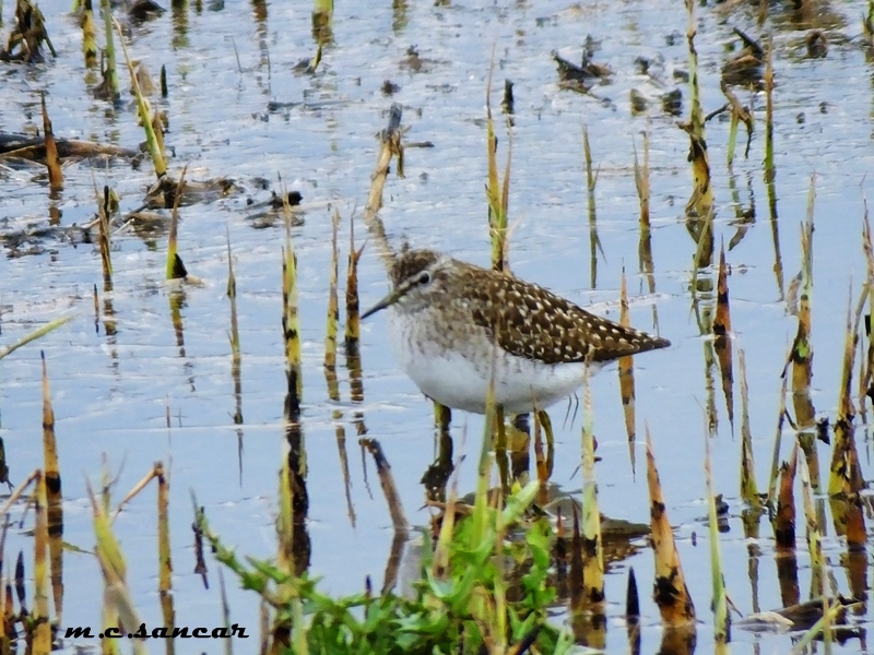 Orman düdükçünü