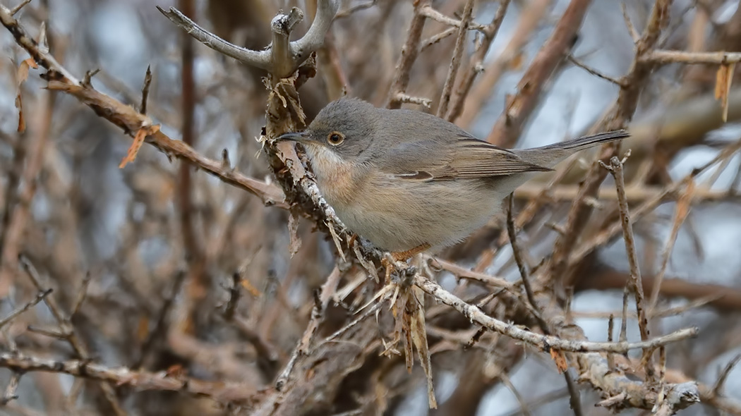 Bıyıklı ötleğen